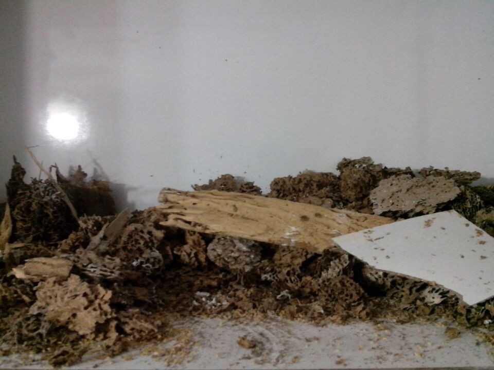 东莞白蚁防治灭鼠/灭...