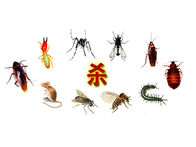 东莞白蚁防治方法，白...