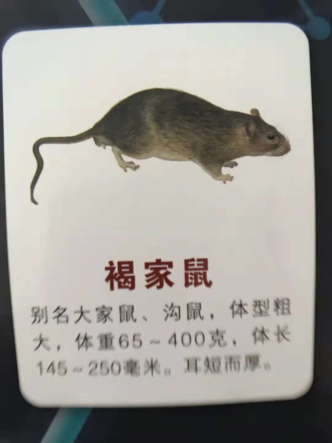 东莞灭鼠中心、秋季灭...