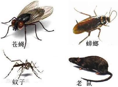 东莞杀虫中心、小区“...