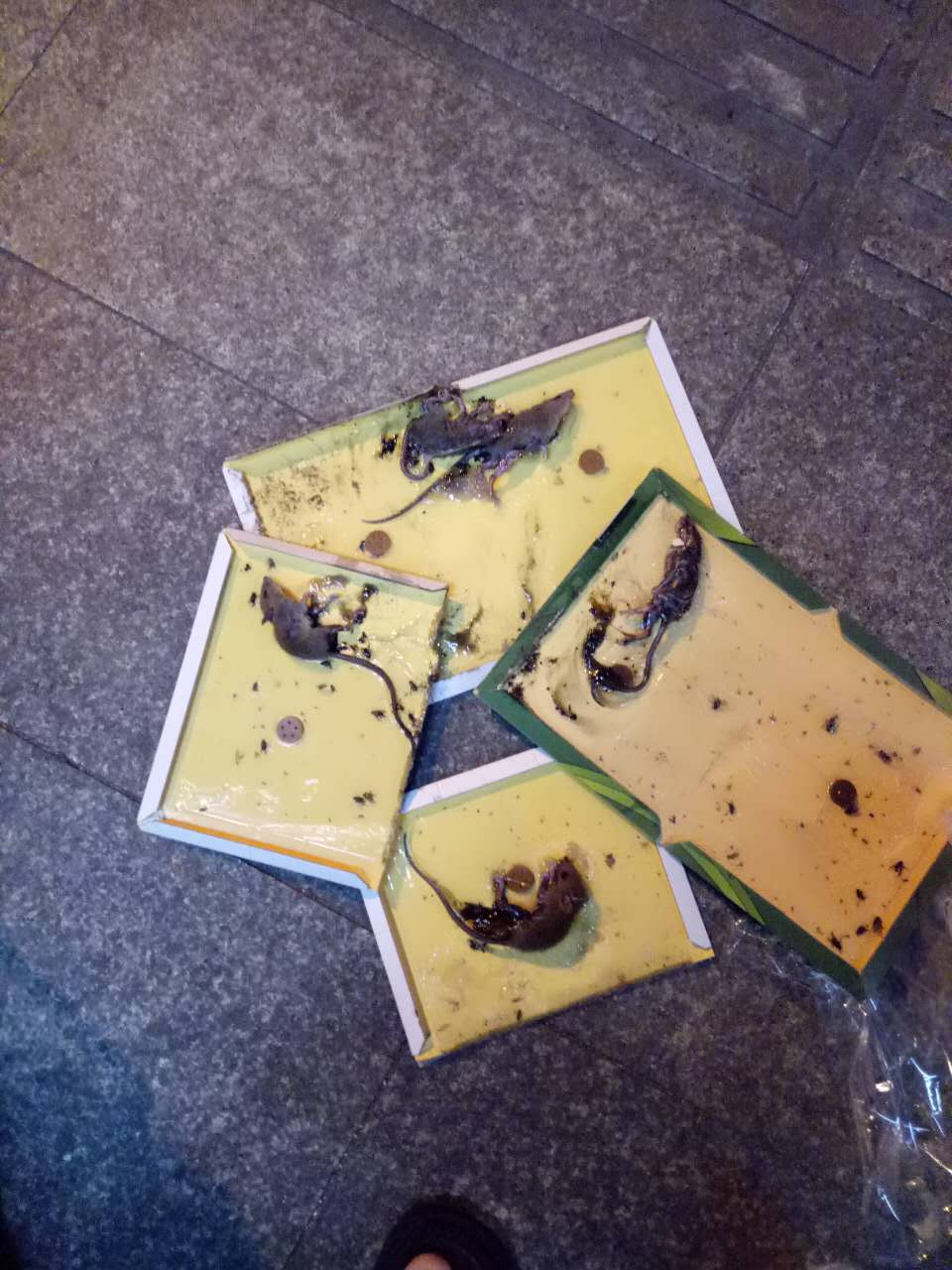 东莞灭鼠公司、日常如...
