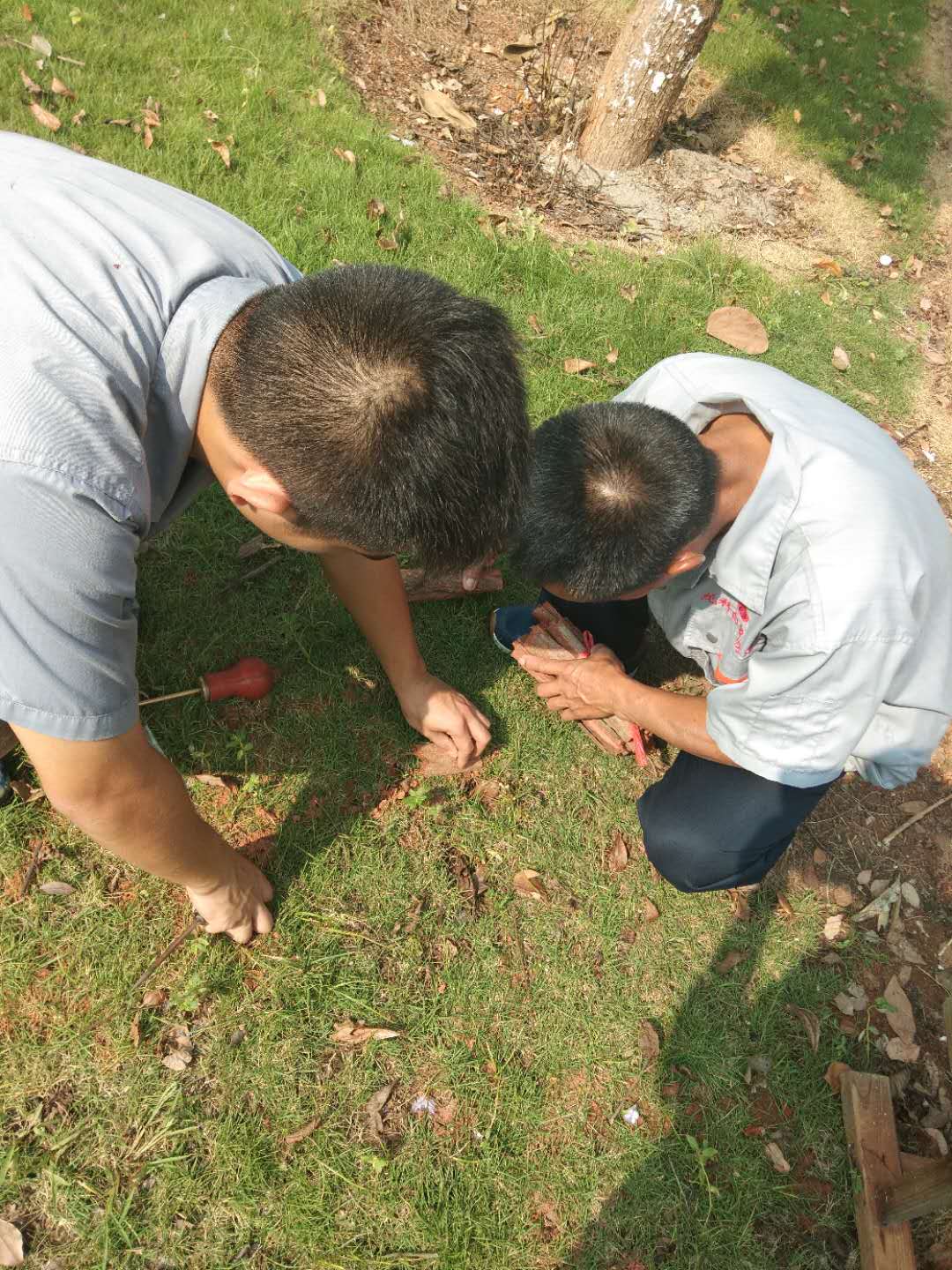 灭治白蚁的一些必要常...