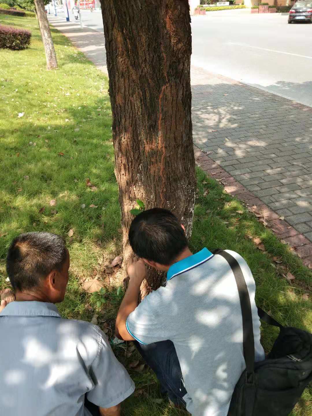 园林白蚁防治方案、石...