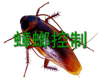 灭蟑螂的一些方法、东...