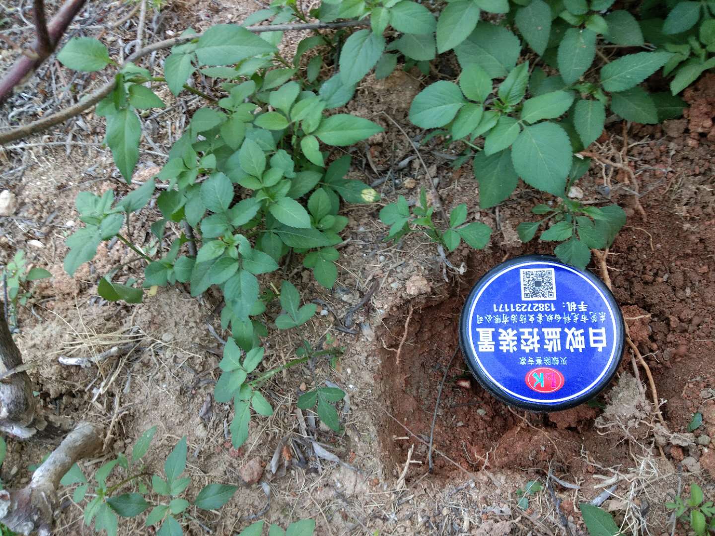 园林白蚁防治方法、东...