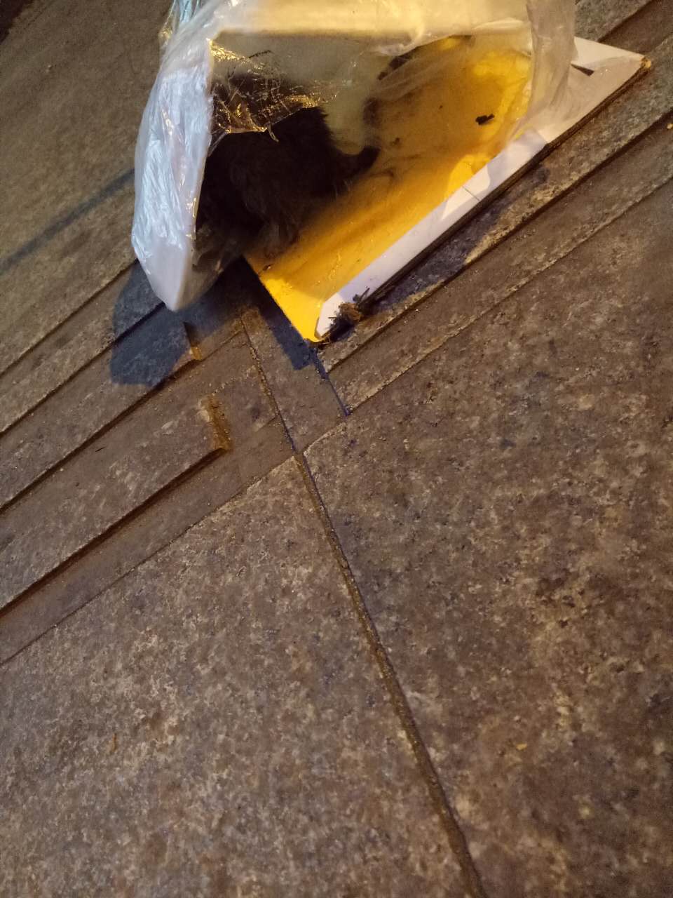 老鼠会在什么月份最猖...