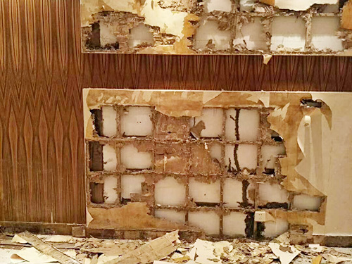 东莞防治白蚁、白蚁防...
