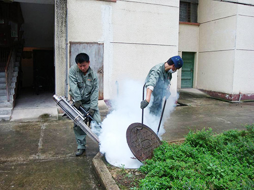 跳蚤灭除方案
