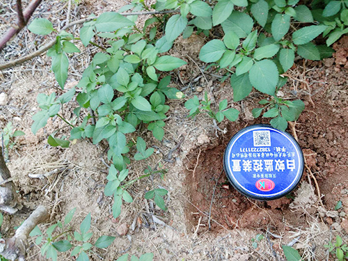 白蚁预防灭治