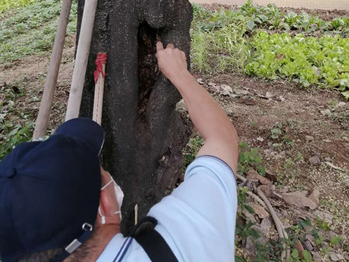 白蚁灭治处理