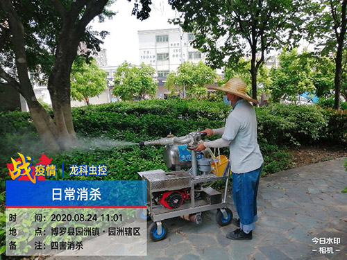 龙科虫控