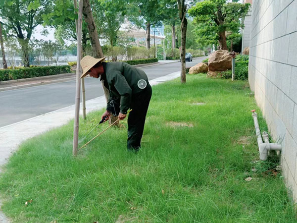红火蚁灭治