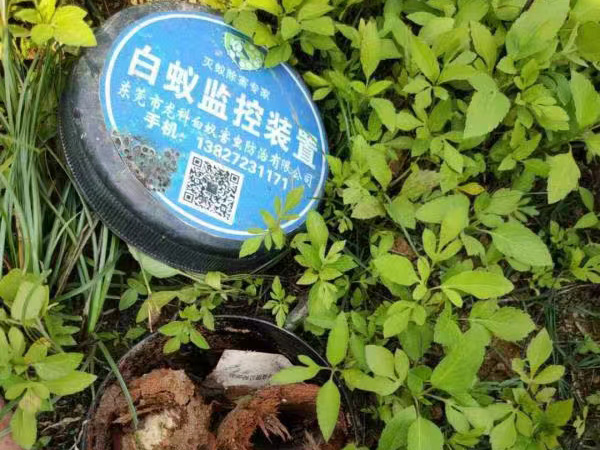 白蚁监控装置